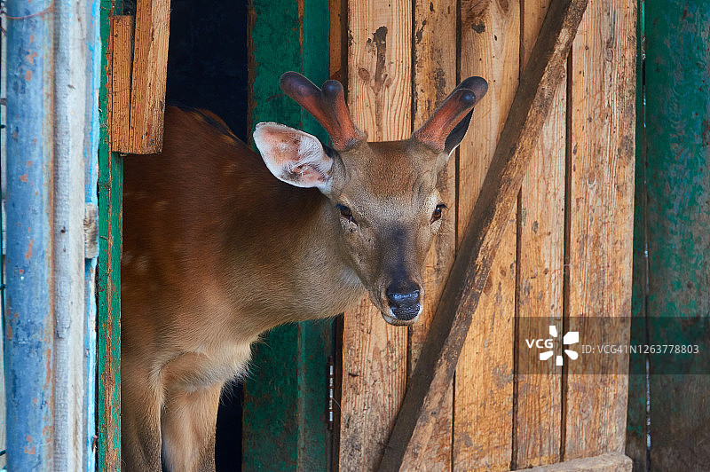 畜栏里的年轻的鹿特写图片素材