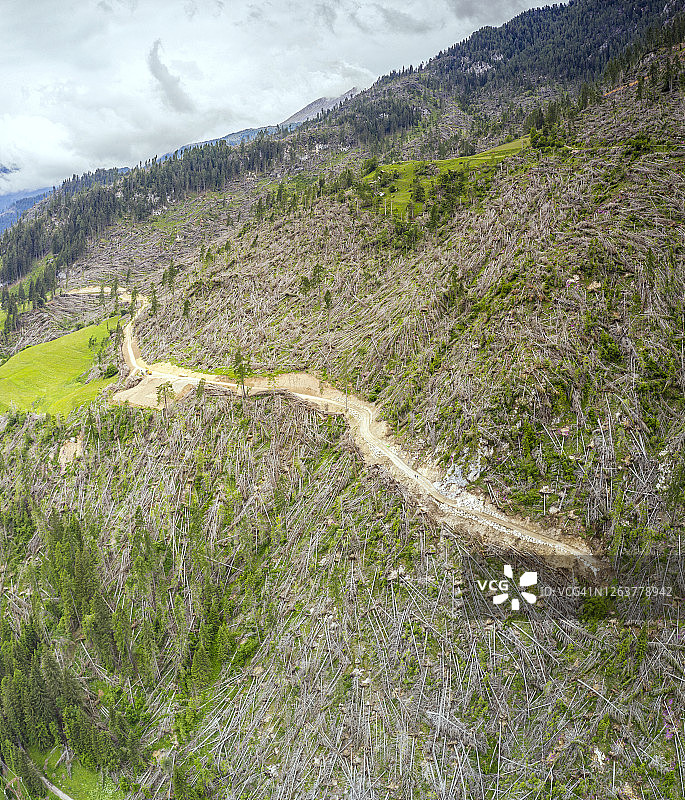 瓦伊亚风暴后多洛米蒂山脉的倒塌树木图片素材