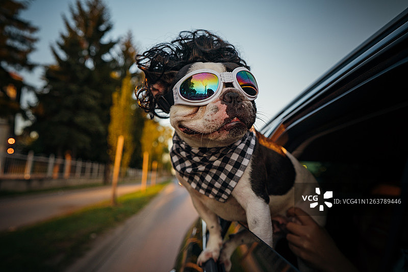 享受乘车乐趣的法国斗牛犬图片素材