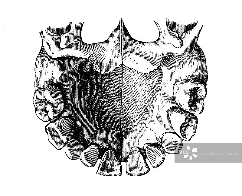 带乳牙的人类颌骨复古雕刻插图图片素材
