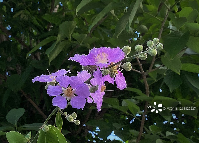 热带花卉：紫薇花图片素材