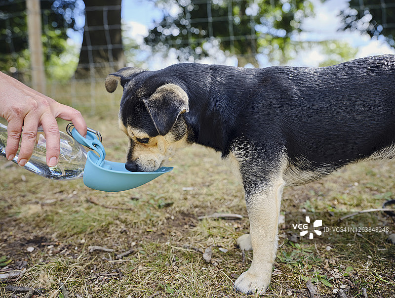 在温暖的公园里，小狗用水瓶喝水图片素材
