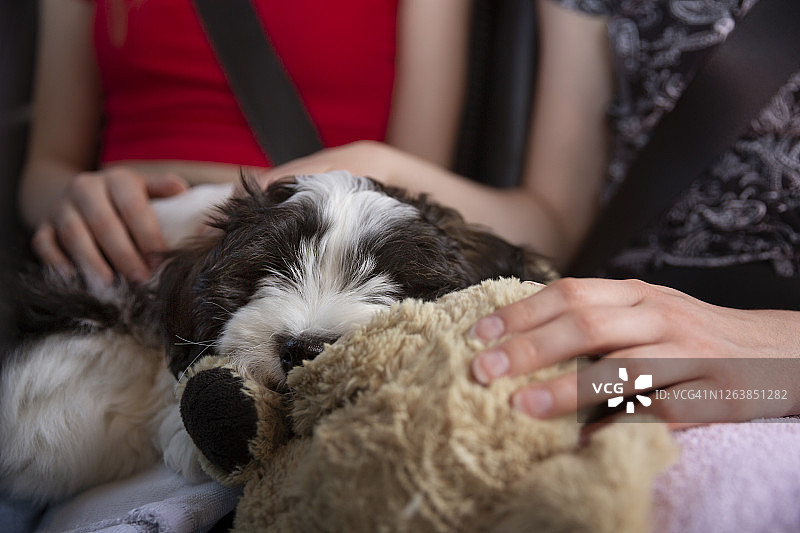小狗在车里旅行，坐在青少年膝盖上寻求安慰图片素材