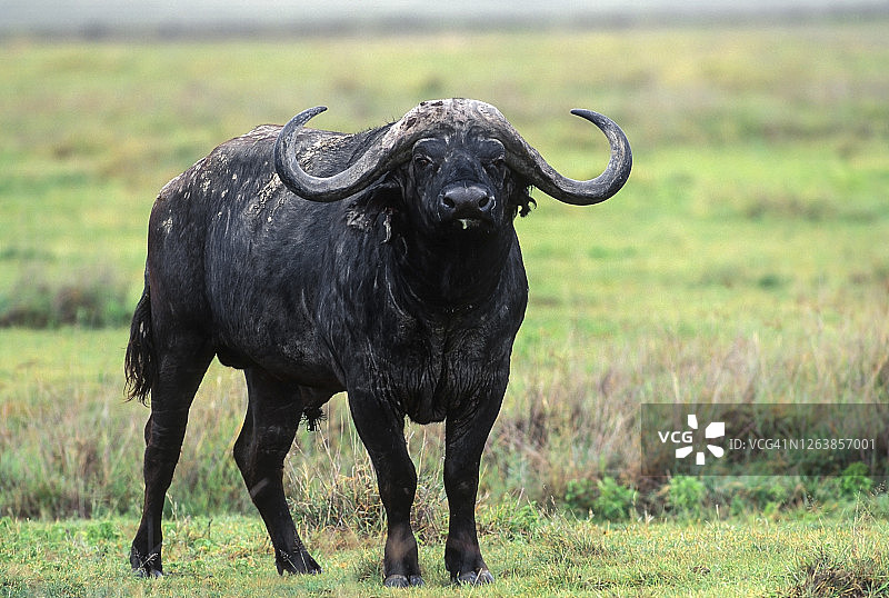 恩戈罗恩戈罗火山口的绿草地上的水牛图片素材