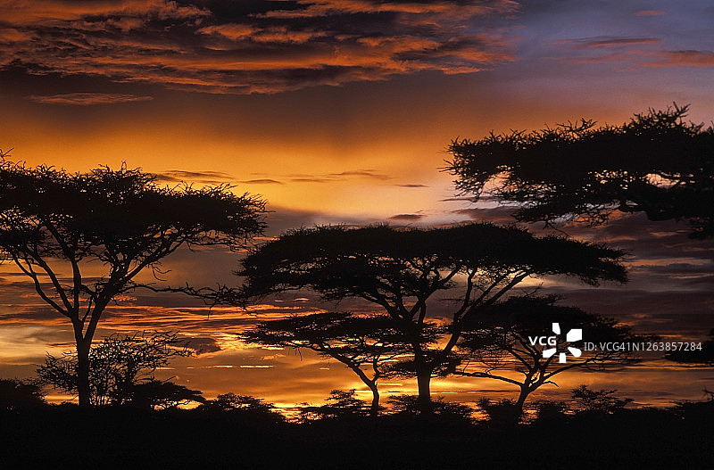 塞伦盖蒂草原上金合欢树的壮丽日落图片素材