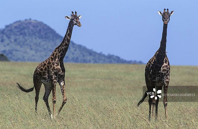 长颈鹿横穿塞伦盖蒂中部平原图片素材