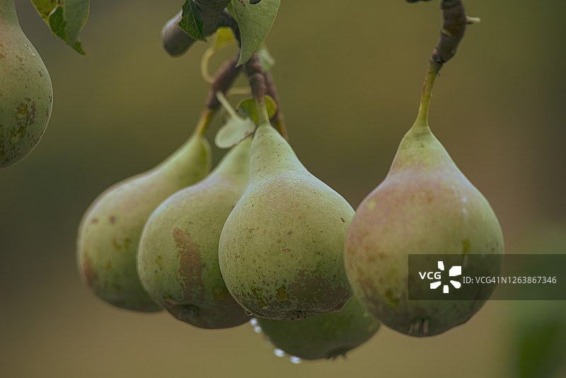 树上的Bosc梨图片素材