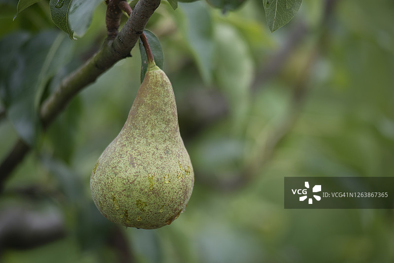 树上的巴特梨图片素材