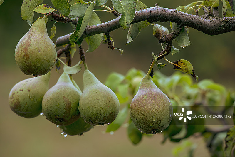 树上的Bosc梨图片素材