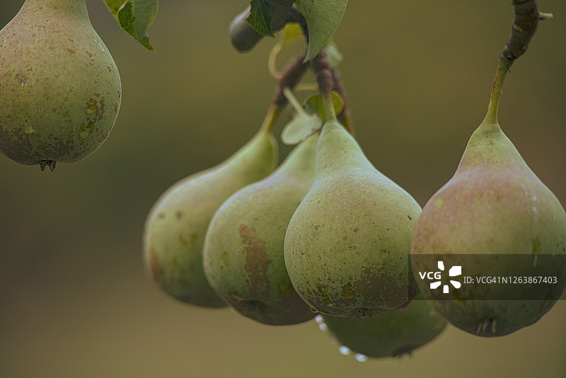 树上的Bosc梨图片素材
