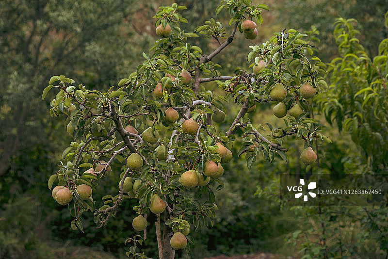 悬挂在树上的博斯科梨图片素材