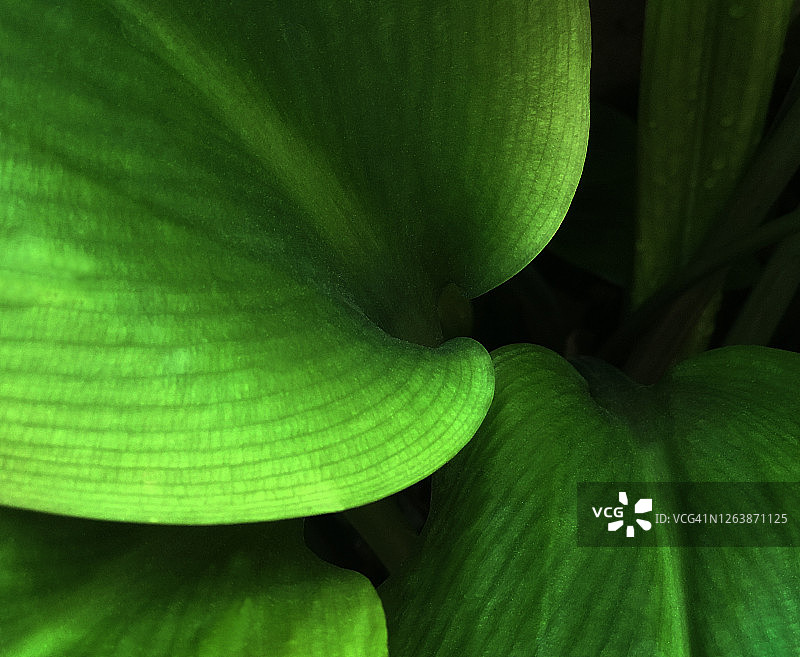 一片非常绿色的叶子在花园里创造出美丽的设计图片素材