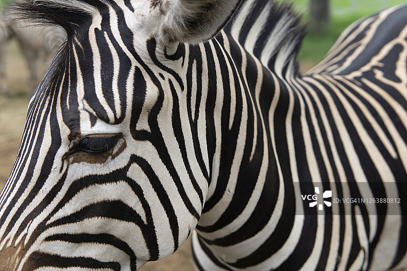 动物园斑马特写镜头图片素材