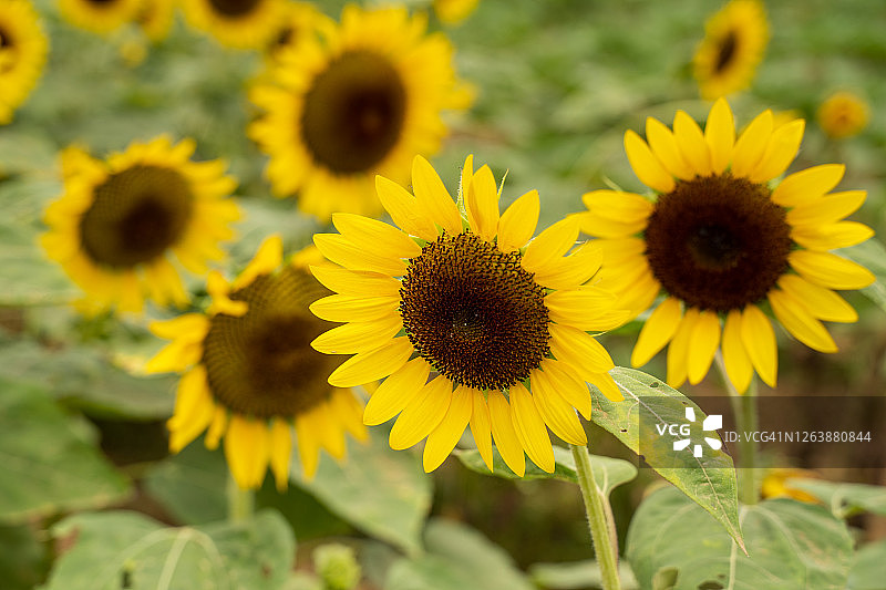 农场花园田中逼真的黄色向日葵植物景观图片素材