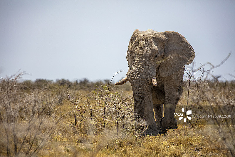 纳米比亚埃托沙国家公园的大象图片素材