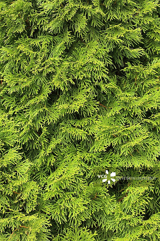 北美乔柏特写图片素材