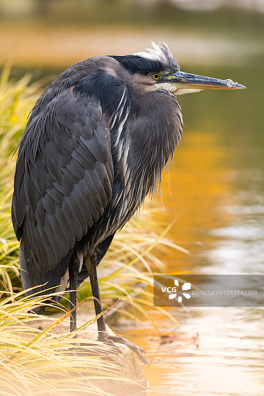 鸟栖息在植物上的特写镜头图片素材