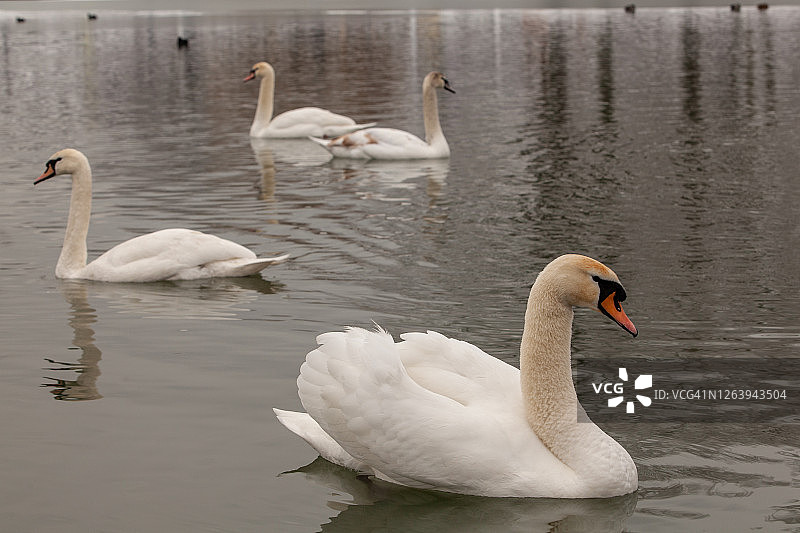 科隆市公园里的美丽天鹅特写图片素材