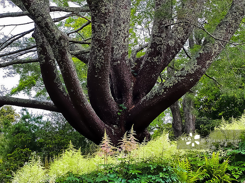 粉白色落新妇花丛中迷人的多树干树木图片素材