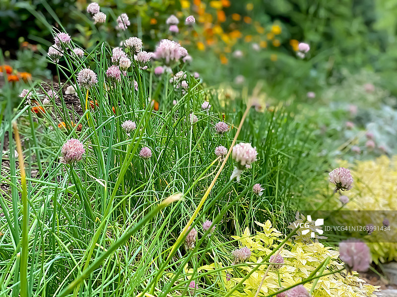 夏季花园中的紫色韭菜花图片素材