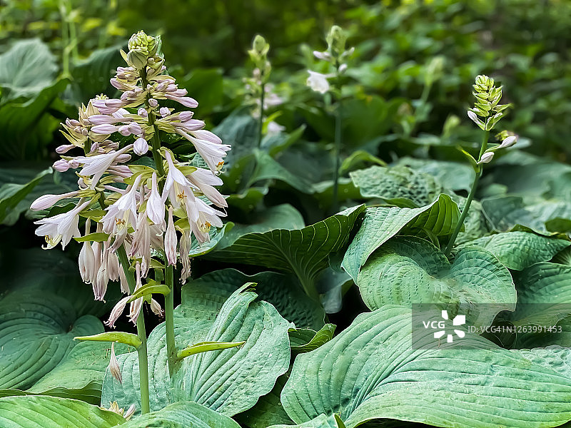 家庭花园中超大的玉簪植物和花朵图片素材