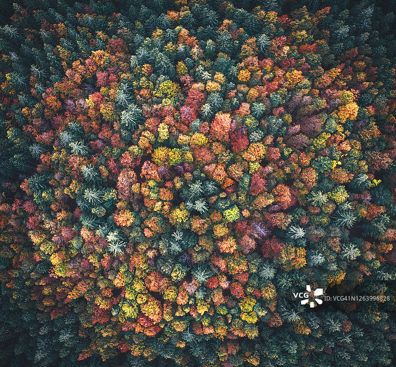 色彩鲜艳的秋季森林图片素材