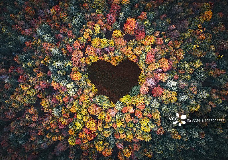 秋季森林中的心形图片素材