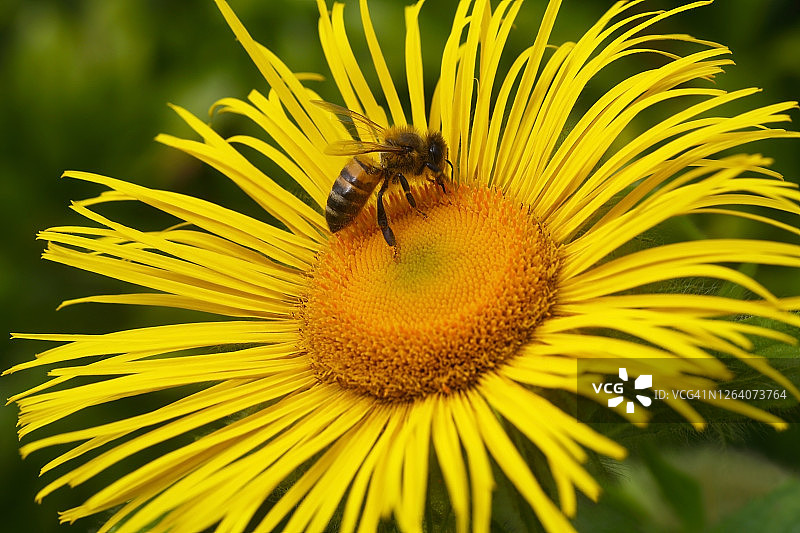 在黄色布克旋覆花上采蜜的西方蜜蜂图片素材