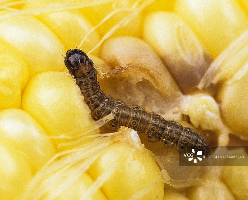 欧洲玉米螟幼虫破坏玉米穗图片素材