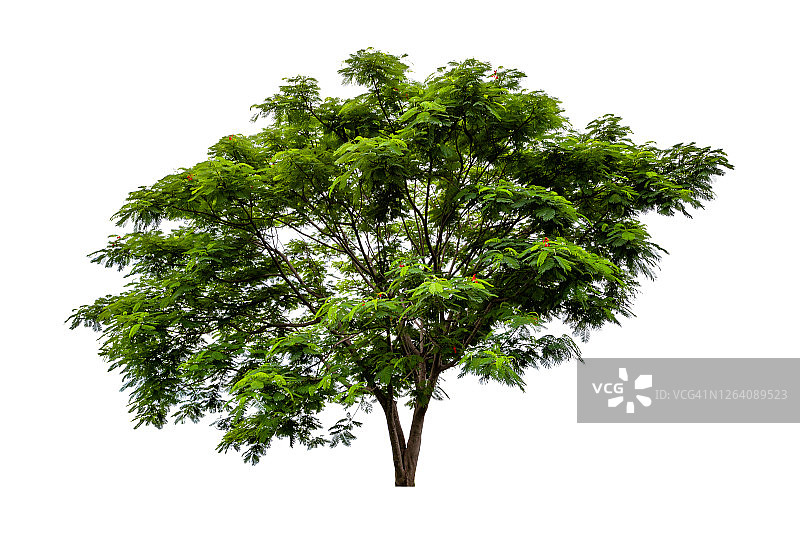 白色背景上孤立的大绿树。图片素材