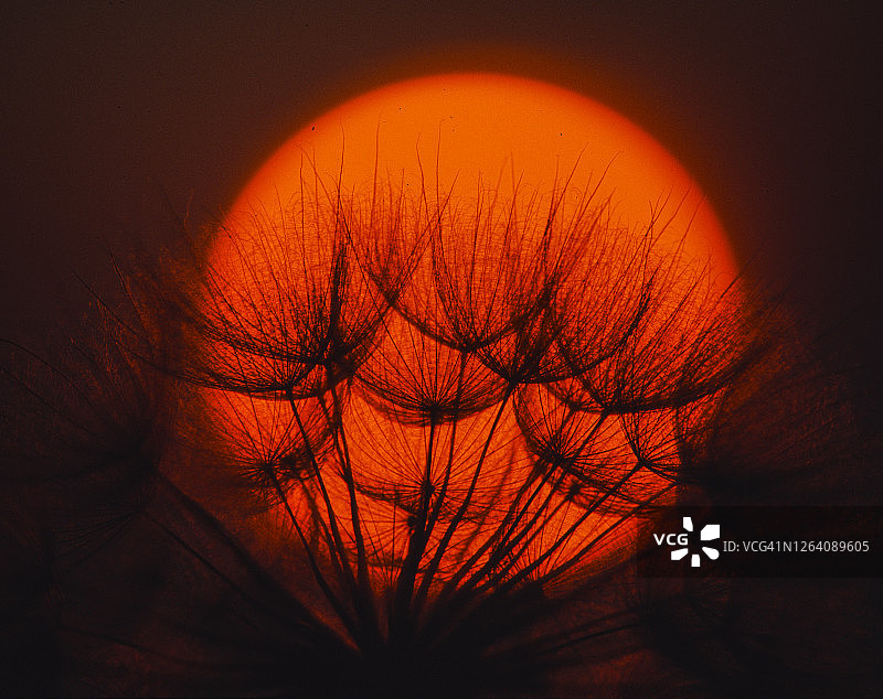 夕阳和黄色山羊胡子(Tragopogon dubius)种子头轮廓图片素材