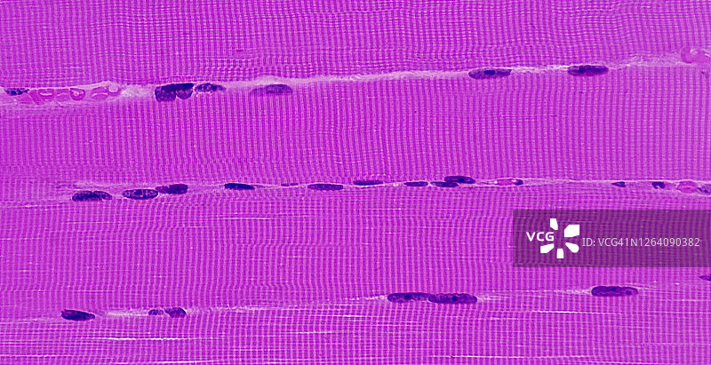 显示条纹的骨骼肌细胞（或纤维），200倍图片素材