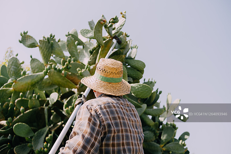 农民从仙人掌上采摘仙人掌果图片素材