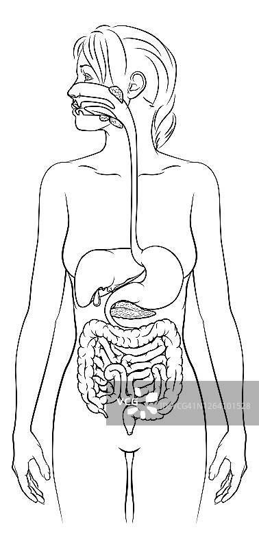 人体消化系统女性解剖图图片素材