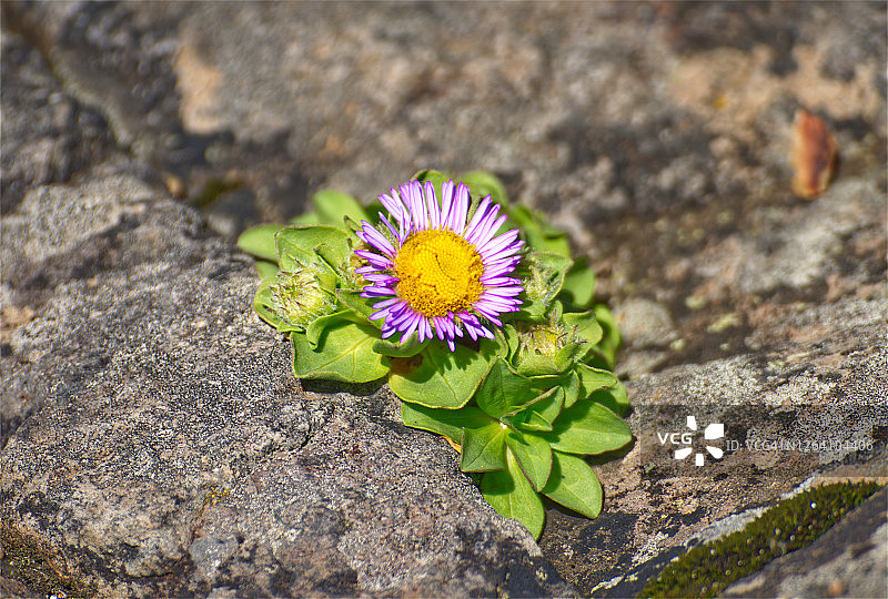 海蓬子图片素材
