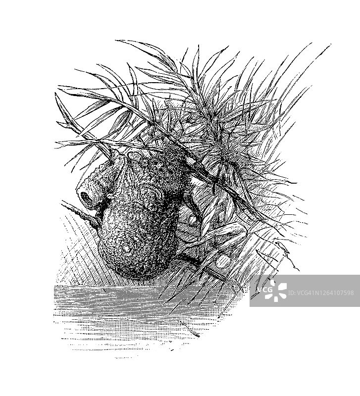 欧亚攀雀巢的古老雕刻插图图片素材
