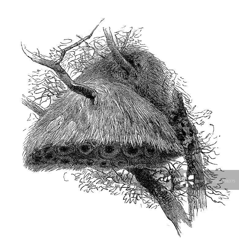 古老的雕刻插图：织巢鸟巢悬挂在树枝上图片素材