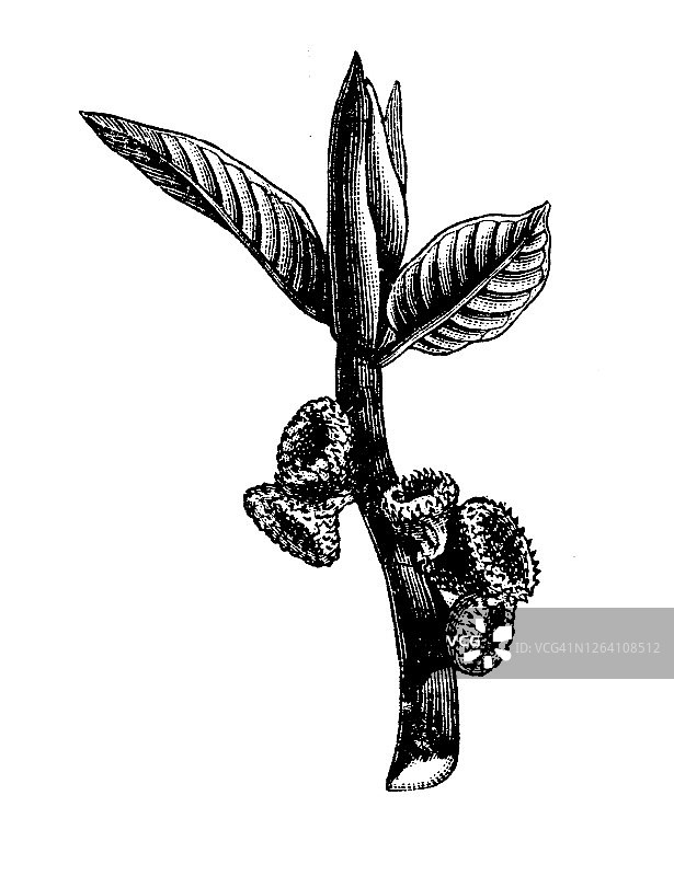 巴拿马橡胶树古版画图片素材