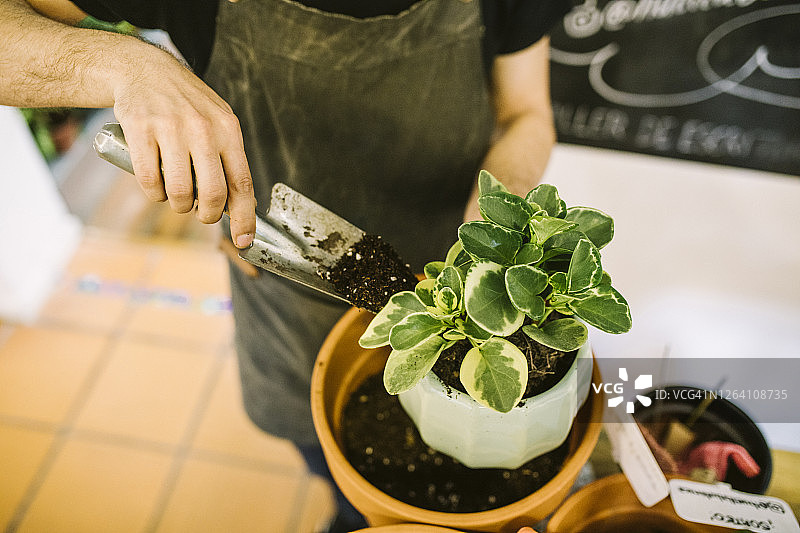 男人给新植物盆栽图片素材