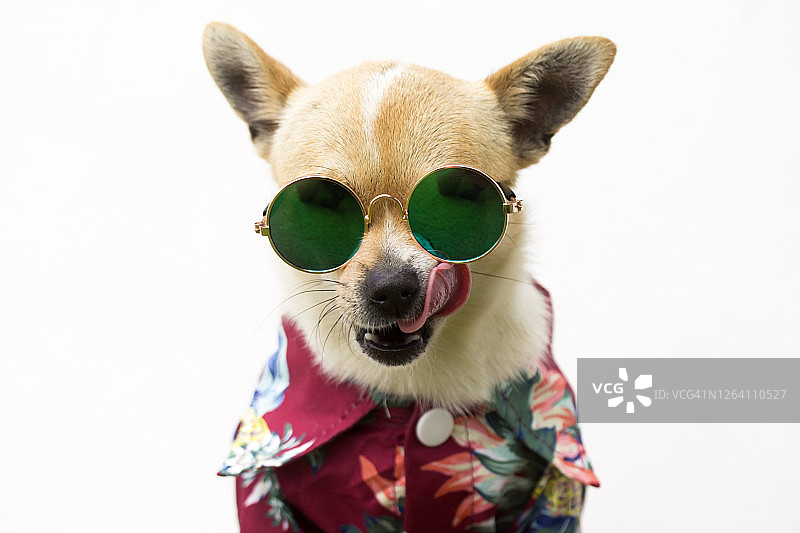 穿着衬衫戴着眼镜的狗狗图片素材