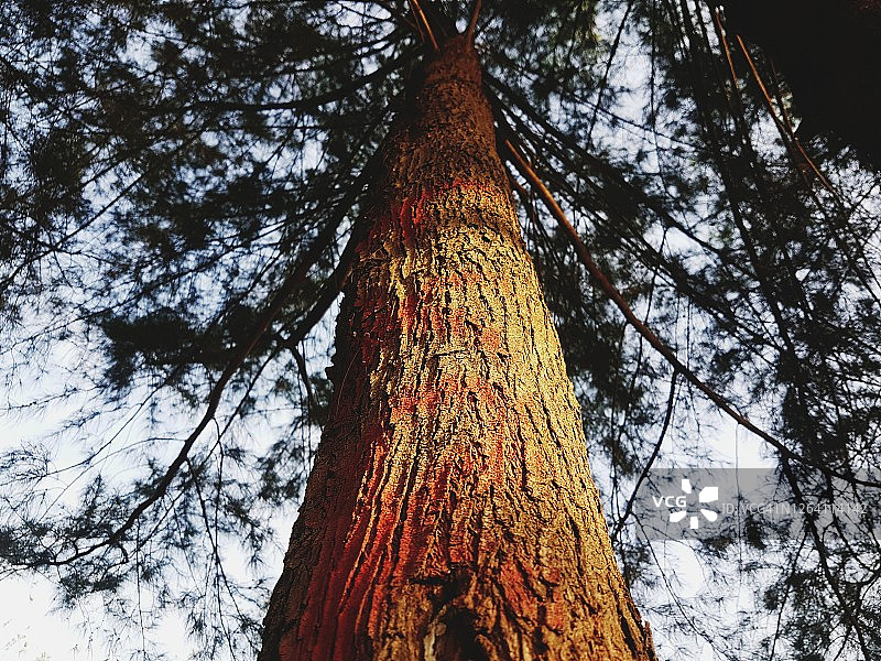 松树的仰视角度图片素材