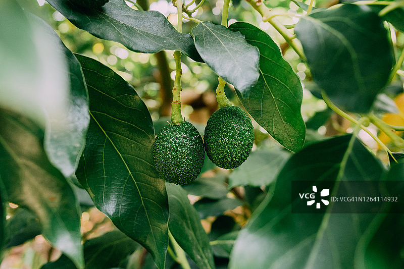 树上生长的哈斯鳄梨图片素材