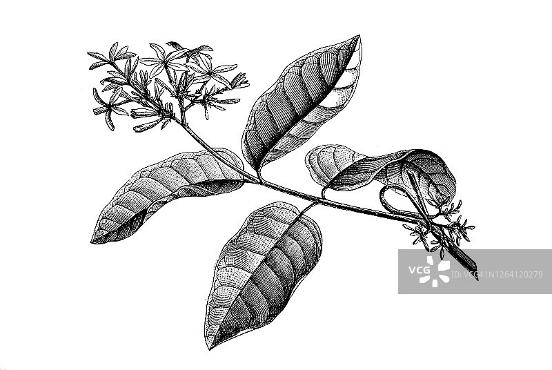 橡胶树古老版画插图图片素材