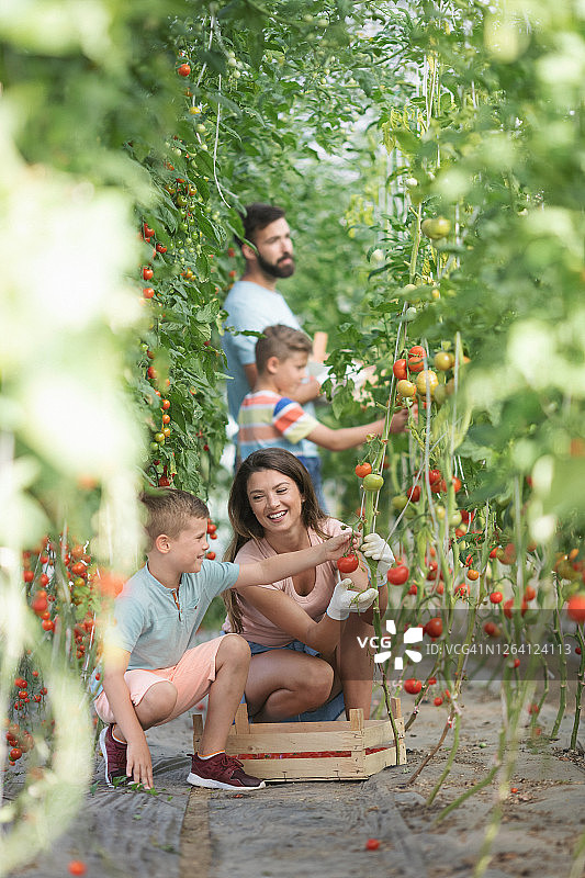 一家四口在温室里种植番茄图片素材