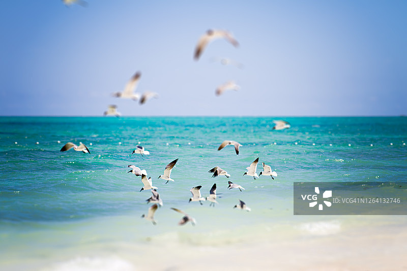 加勒比海上的鸟群图片素材