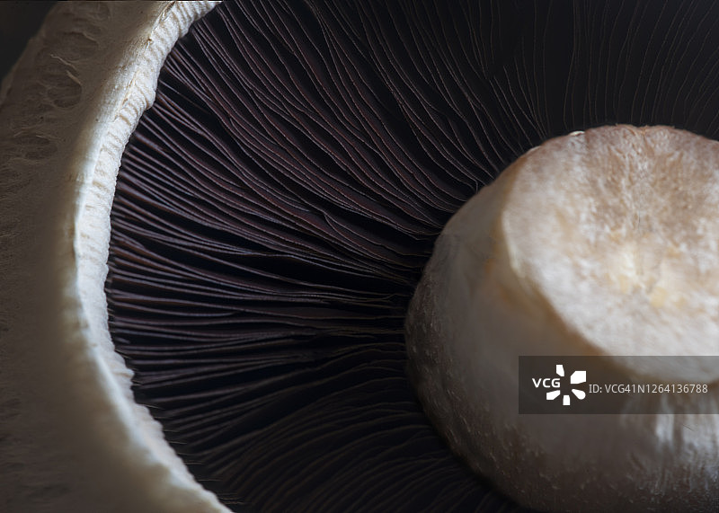 自然光下的波多贝罗蘑菇特写图片素材