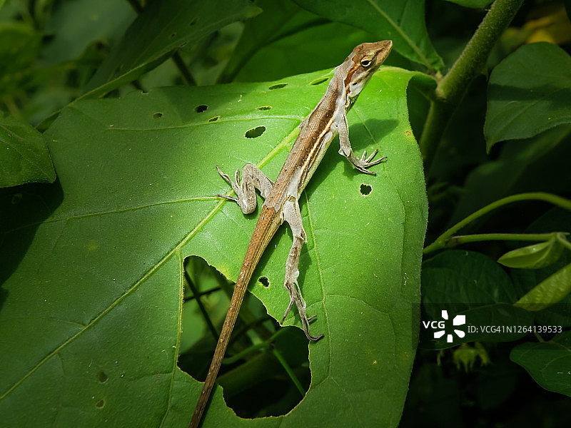 蜥蜴在树叶上蜕皮图片素材