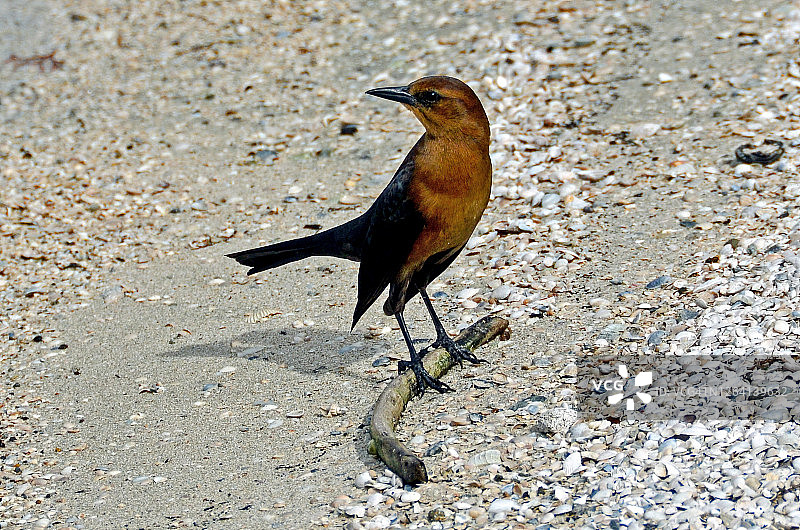 海滩上的雌性紫 কৃষ্ণ雀图片素材