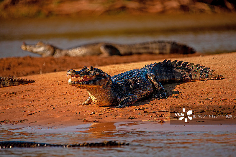 美洲鳄在库亚巴河畔的湿地风光图片素材