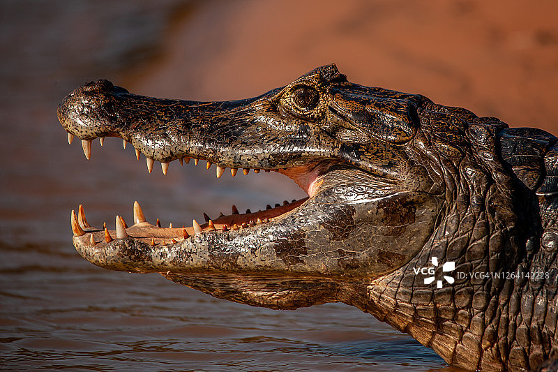 凯门鳄在潘塔纳尔湿地进入库亚巴河图片素材